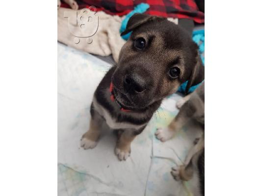 PoulaTo: Το κουτάβι Beatifull SIBERAN HUSKY διατίθεται για το νέο του σπίτι Έχω έξι εντυπωσιακά κουτάβια shihpoo που αναζητούν το νέο τους σπίτια, Έχουμε πέντε κορίτσια και ένα μικρό αγόρι. Η μαμά είναι πλα